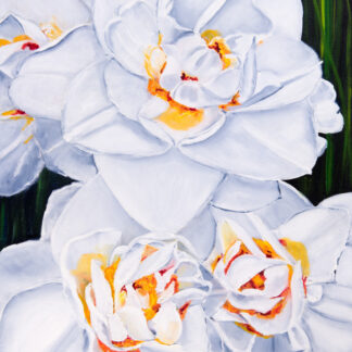 Daffodils in White