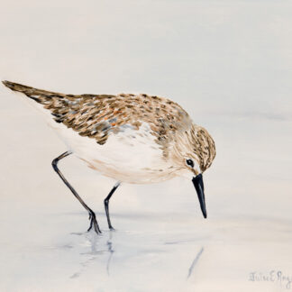 Sandpiper Reflections