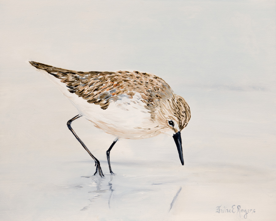 Sandpiper Reflections