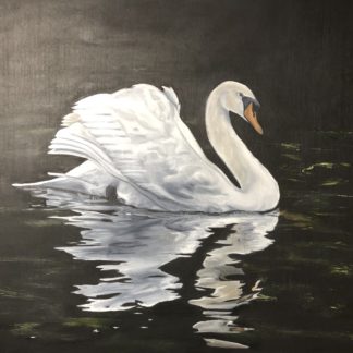 “Swan Reflections”