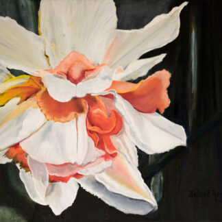 Daffodil Drama