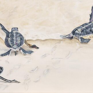 “Turtle Quest”