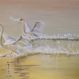 "Sunrise Landing"